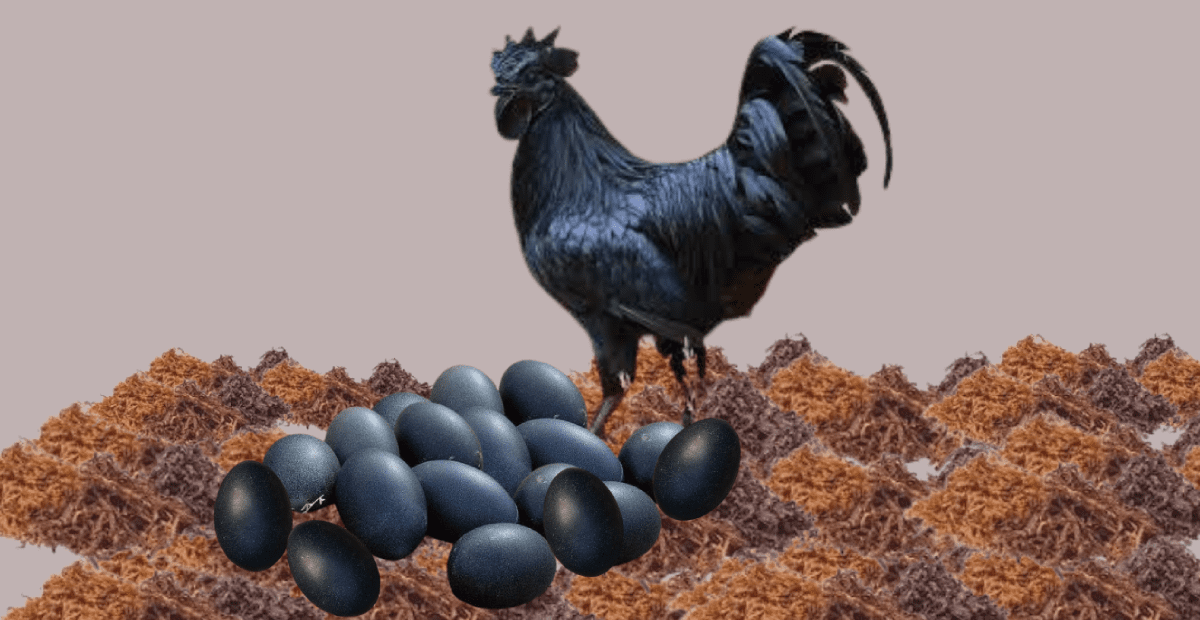 Kadaknath Eggs