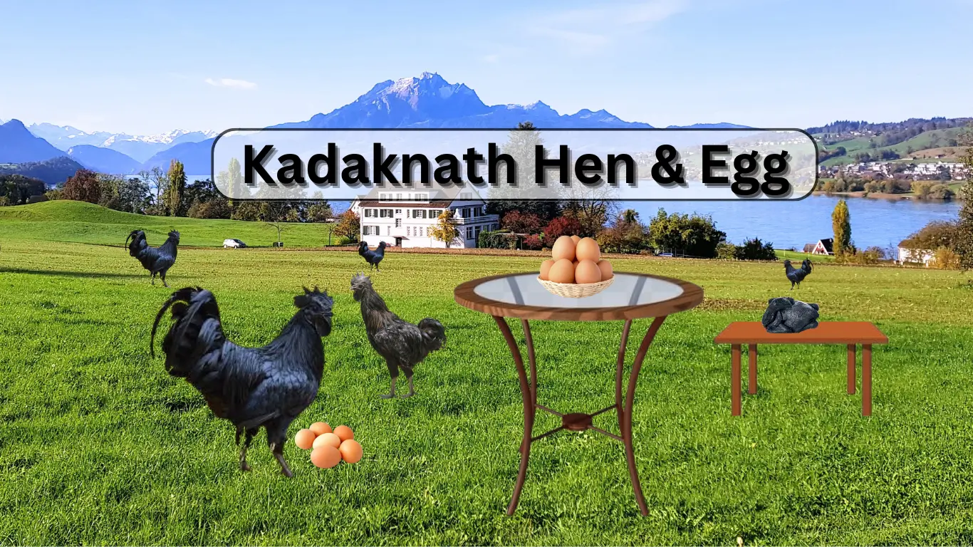 kadaknath egg