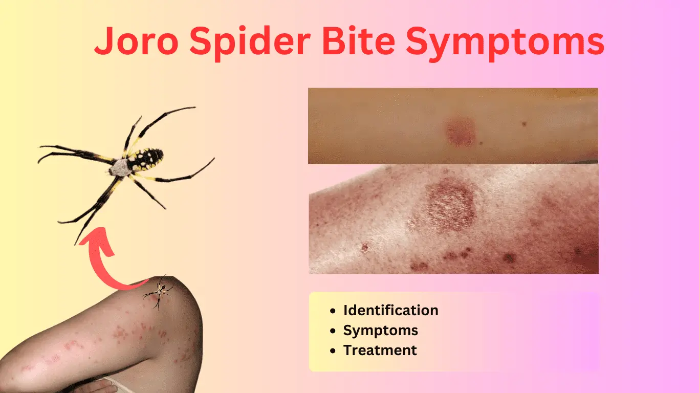 joro spider bite symptoms