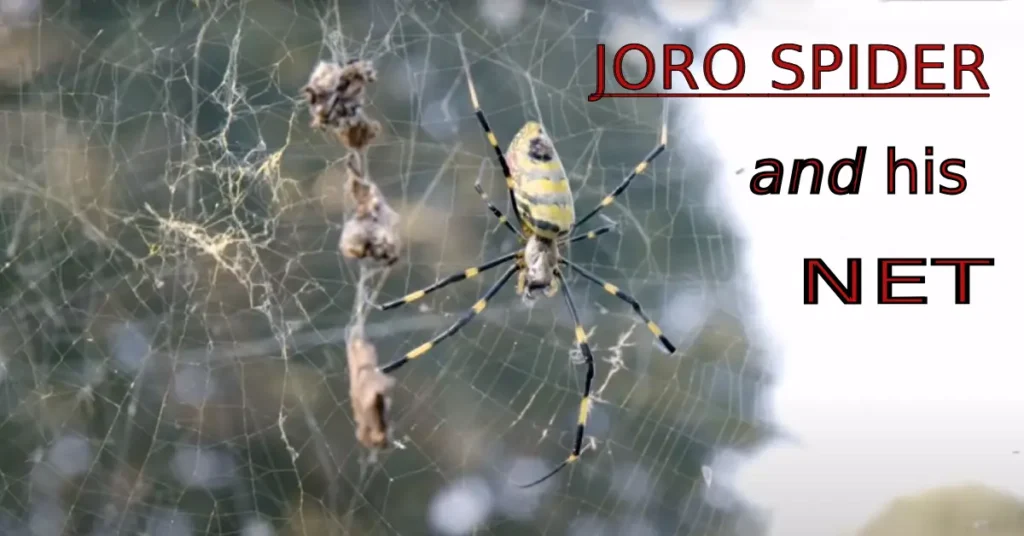 joro spider and his net