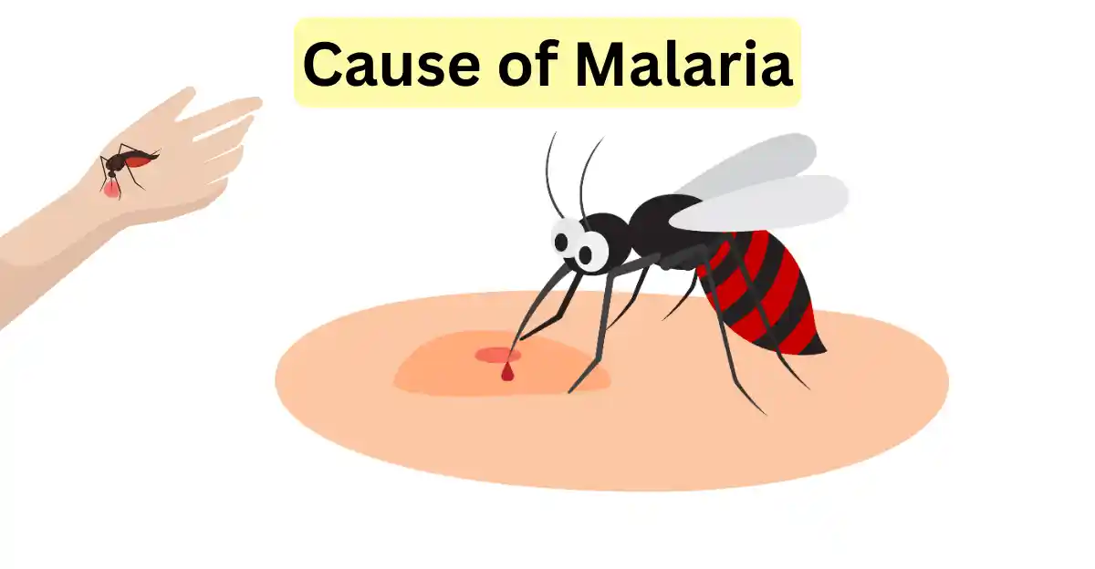 a diagram cause of malaria