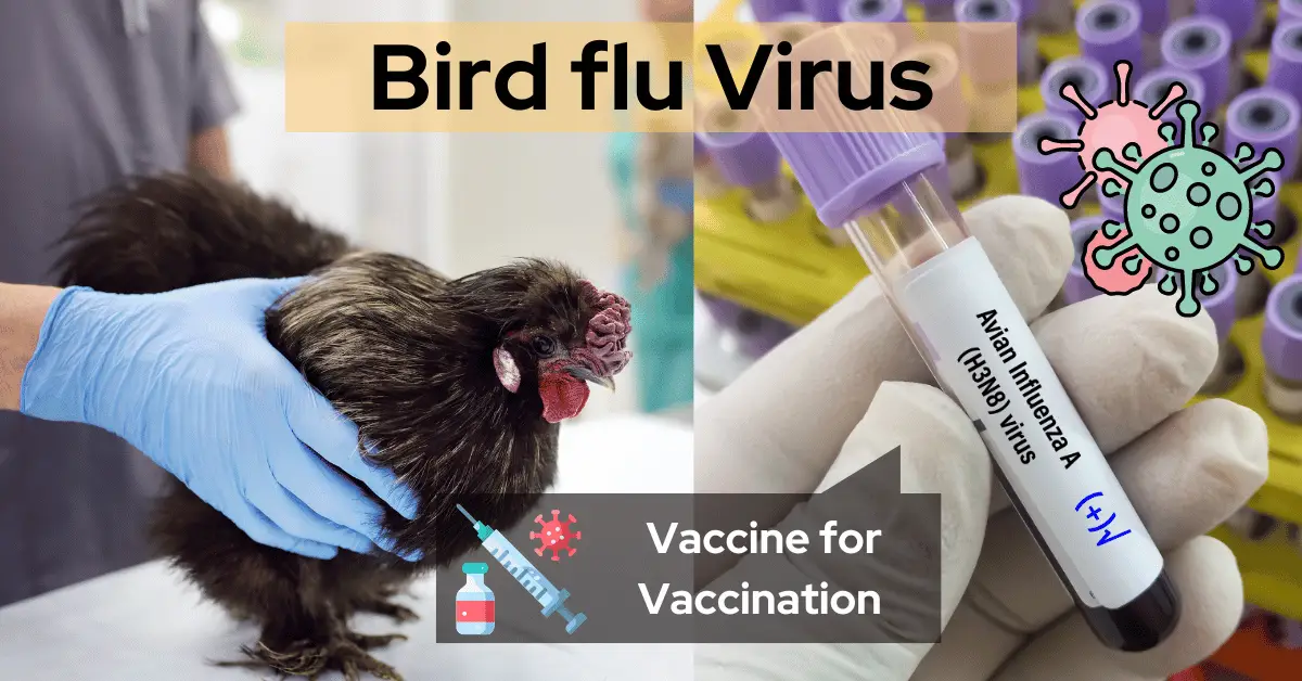 bird flu virus | vaccine and vaccination to poultry form