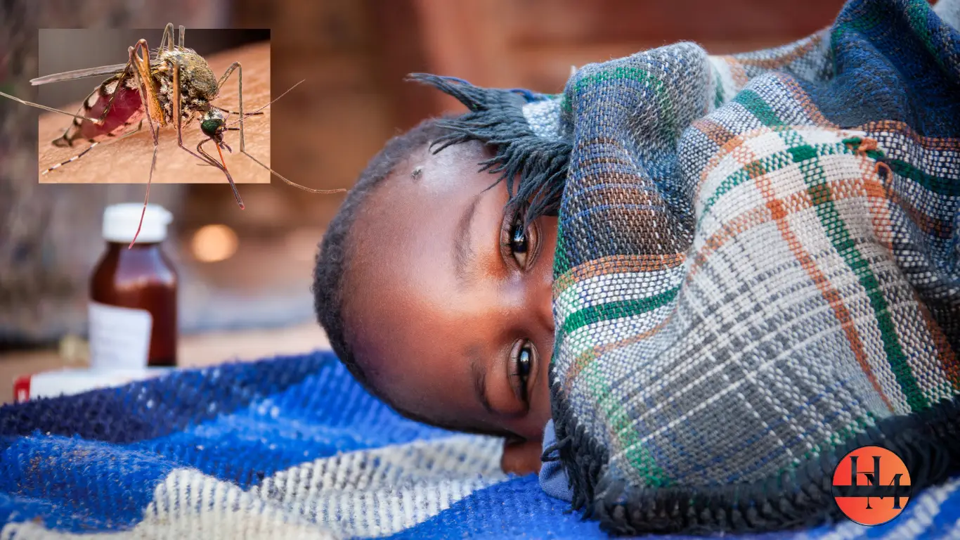 Mosquito with a close-up view showing malaria symptoms and mosquito bites