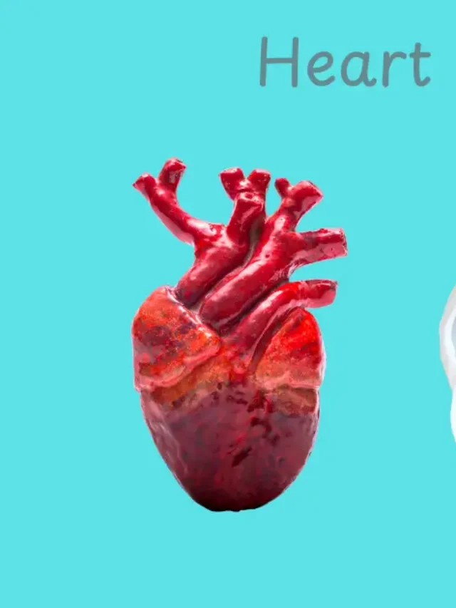 Illustration of heart valve disease showing heart valve