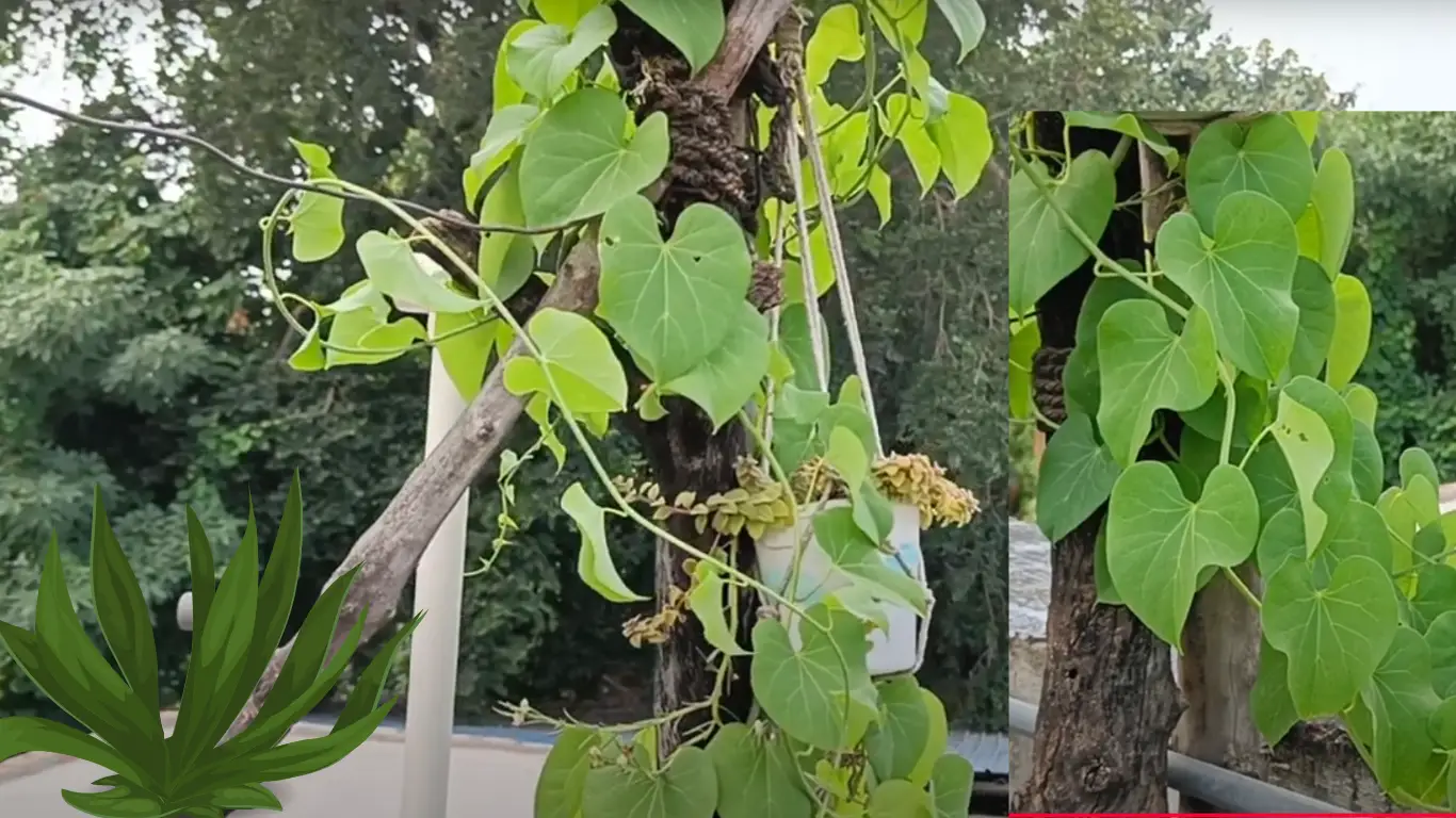 Giloy benefits Benefits | tinospora cordifolia