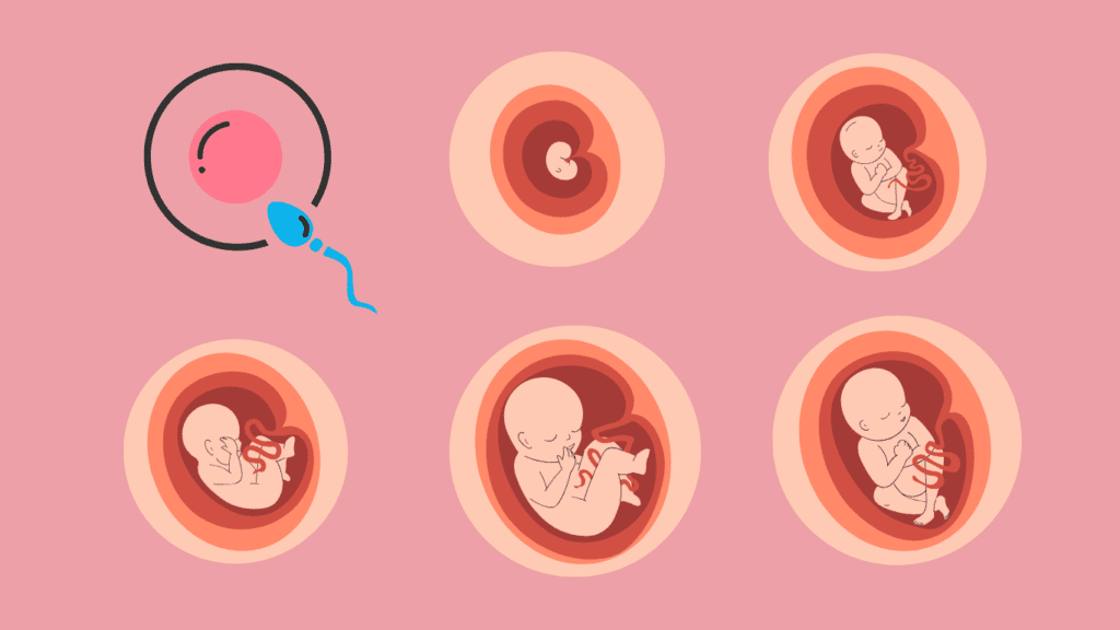 implantation of baby embryo